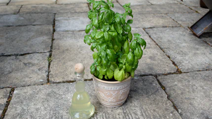 Eine hübsche Flasche mit Sirup steht neben einem Topf Basilikum