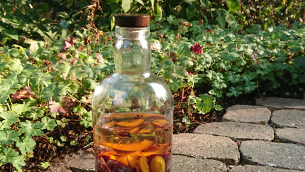 Eine bauchige Flasche mit Vodka und Zwetschgenschnitzen. Der Likör muss noch ziehen.